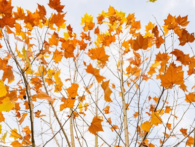 愿在三院的初冬里，泛黄的树叶能给予你一丝暖意