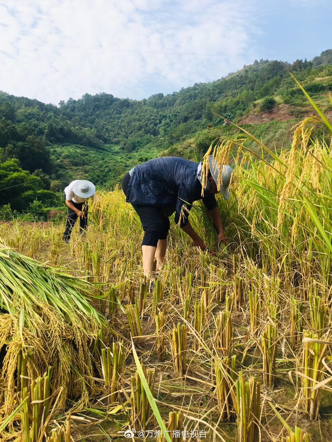 水稻收割季|摄影|人文/纪实|汤尼陈 - 原创作品 - 站酷 (ZCOOL)