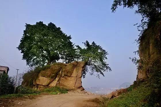 
陈家坝