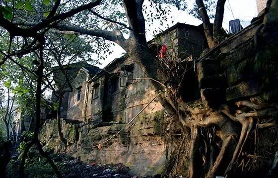 
早在1984年，原万县市就确立黄葛树为市树。后来，黄葛树也成为重庆市的市树。