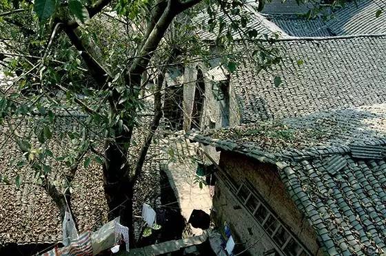 
梨树坪9号