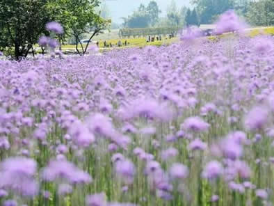 凤凰花果山