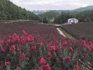 盛夏已过 | 秋意浓|恒合小镇秋色这边独好