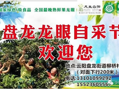 9月15日，云阳盘龙龙眼开园迎客了