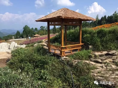走，吸氧充电，我就认凤凰花果山