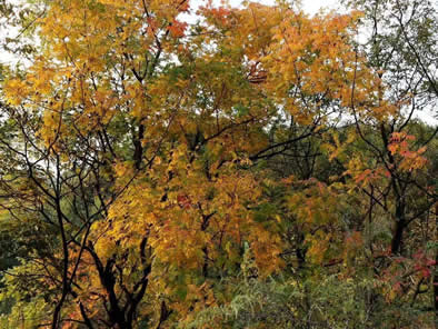 红叶层染花果山，秋日出行赏凤凰