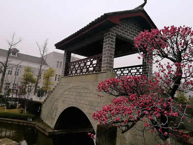 江南梅香花艳令人醉