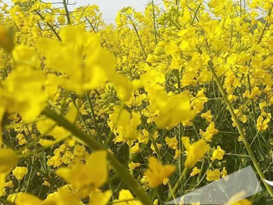 近日万州的踏青赏花集锦
