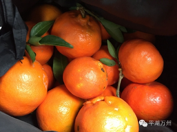 全国首个古红桔主题公园在万州建成,本月中旬将对市民开放