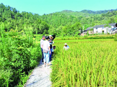 万州区实施水稻绿色高质高效示范行动，中稻+再生稻一栽两收   